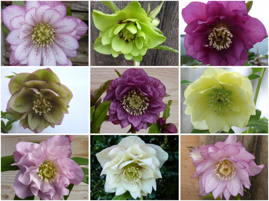 Helleborus x hybridus 'Barnhaven hybrids' Mixed Doubles