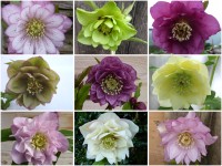 Helleborus x hybridus 'Barnhaven hybrids' Mixed Doubles