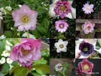 Helleborus x hybridus 'Barnhaven hybrids' Mixed Doubles