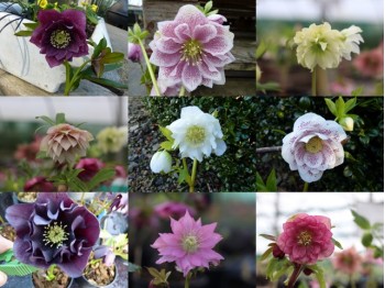 Helleborus x hybridus 'Barnhaven hybrids' Mixed Doubles