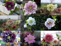 Helleborus x hybridus 'Barnhaven hybrids' Mixed Doubles