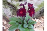 Primula FIREFLIES