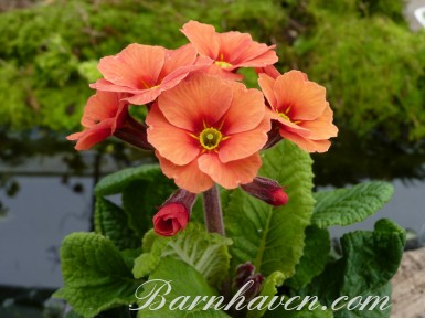 Primula FOOTLIGHT PARADE