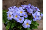 Primula BLUE JULIANAS