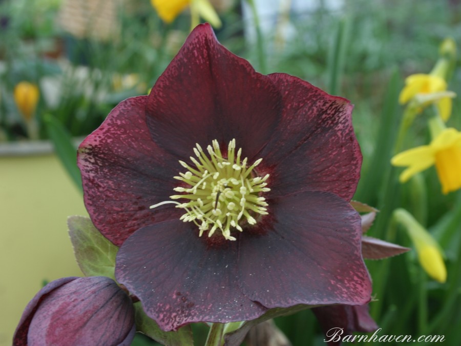 Helleborus x hybridus 'Hybrides de Barnhaven'  Pourpre