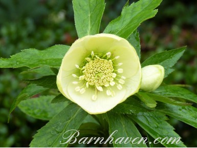 Helleborus x hybridus 'Barnhaven Hybrids' Single Yellow Shades