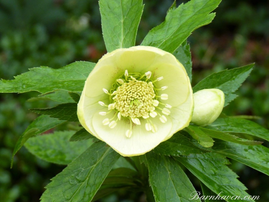 Helleborus x hybridus 'Barnhaven Hybrids' Single Yellow Shades