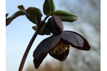 Hellebore slate strain