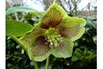 Helleborus x hybridus 'Hybrides de Barnhaven'  Guttatus vert