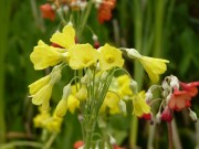 Primula florindae hybrides