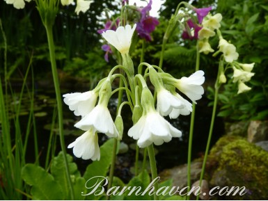 Primula alpicola