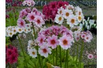 Primula japonica 'Apple Blossom'