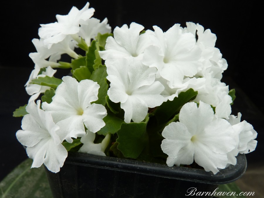 Primula pubescens SNOWCAP