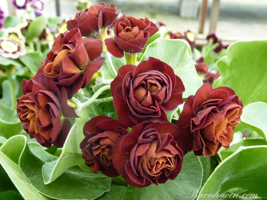 Double auricula LINCOLN CHESTNUT