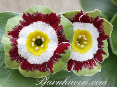 Show Fancy auricula LAVEROCK FANCY