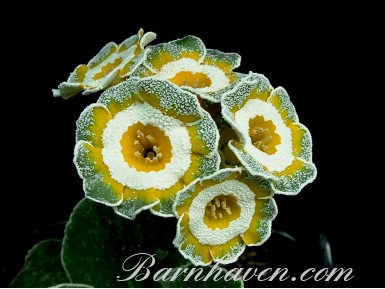 Show Fancy auricula MONK