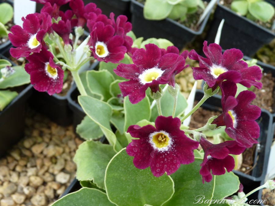 Red primrose RUFUS