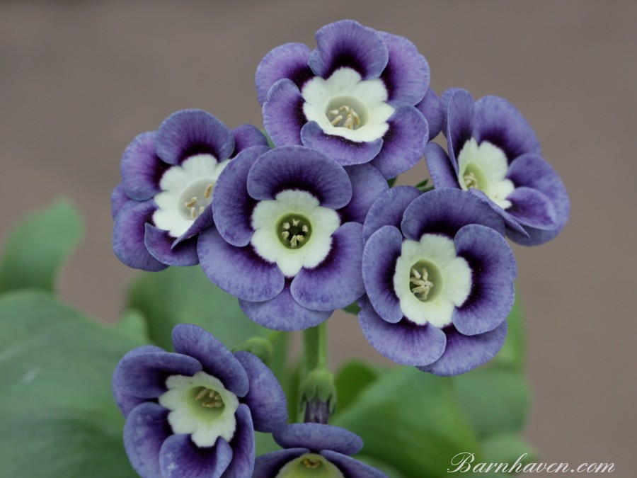 Alpine auricula WALTON