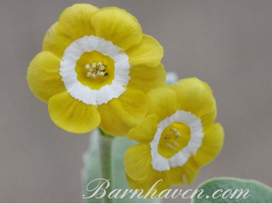 Primula auricula GLEAM