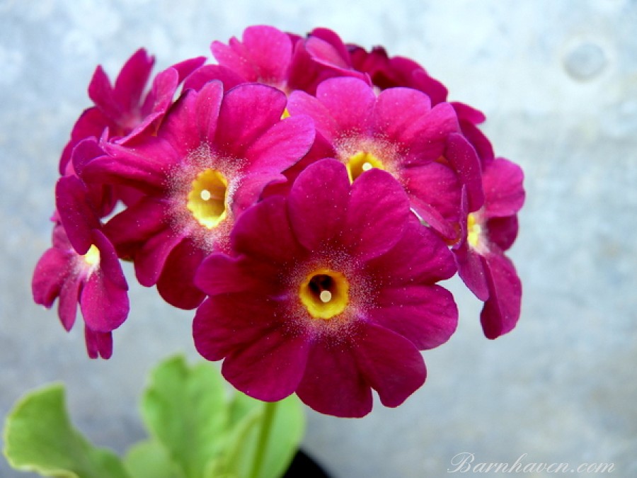 Alpine primrose CRIMSON VELVET