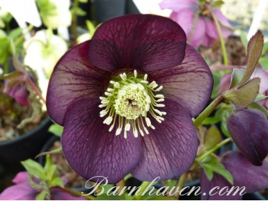 Helleborus x hybridus 'Barnhaven hybrids' Dark Picotee