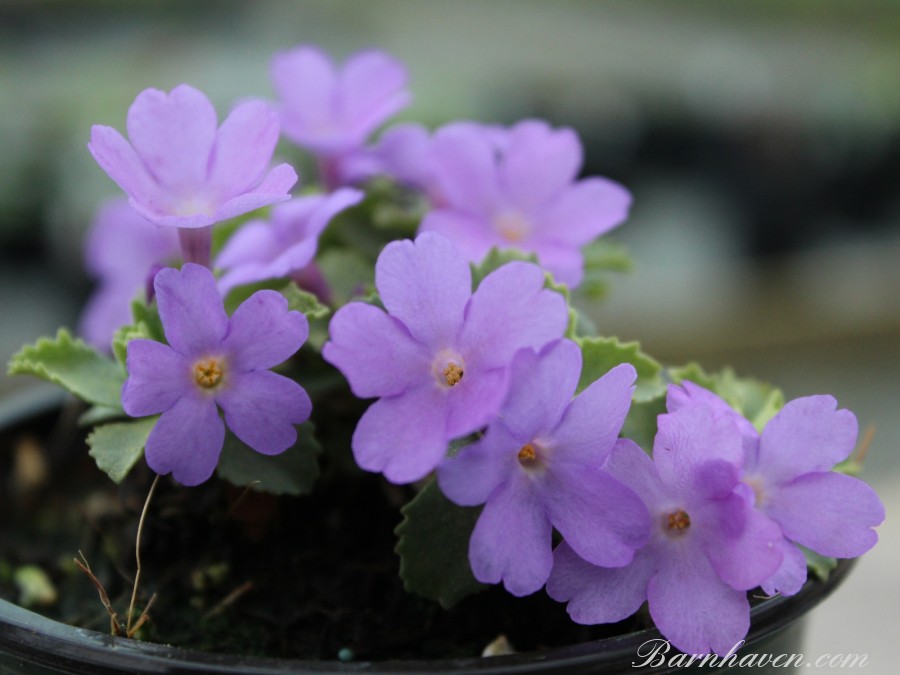 Primula allionii EARLY BIRD