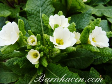 Primula JACK IN THE GREEN - White