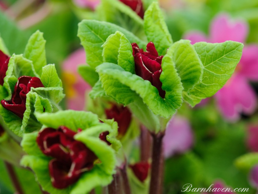 Primula JACK IN THE GREEN -Rot