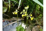 Primula smithiana