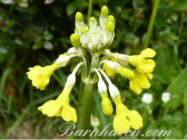 Primula smithiana