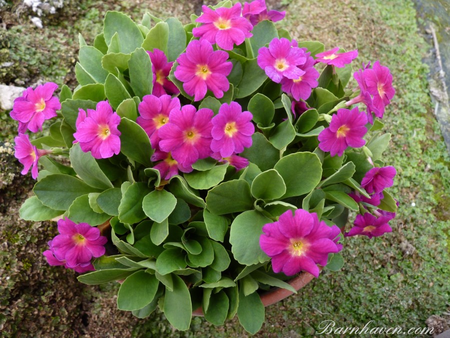 Primula OLD RED DUSTY MILLER X