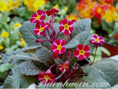 Primula DARK ROSALEEN