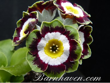 Primula auricula GLENELG