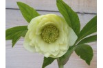 Helleborus x hybridus 'Barnhaven Hybriden'- Gefüllt, gelb