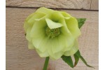 Hellebore Double Yellow