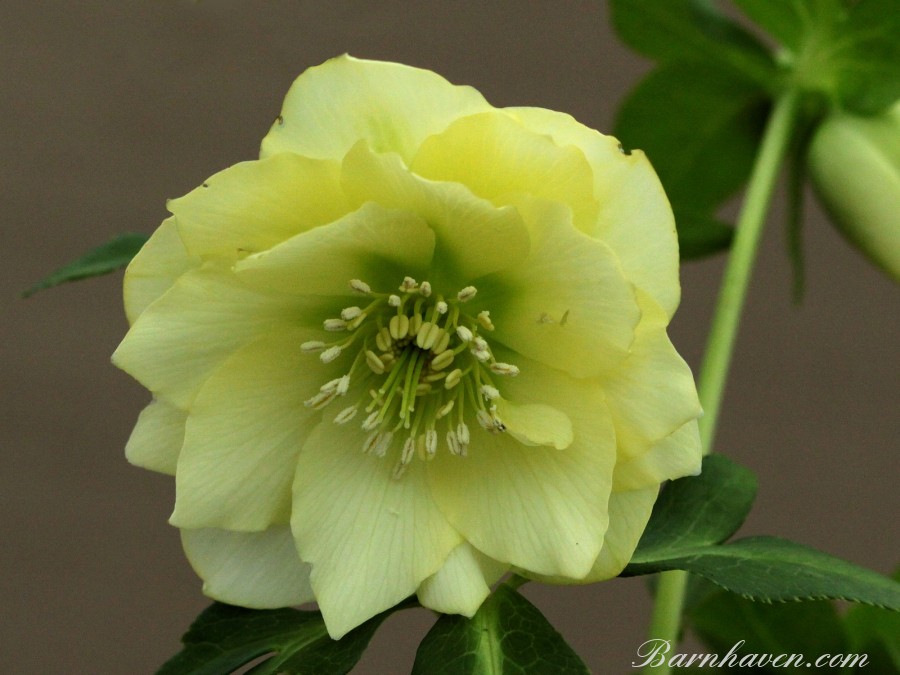 Hellebore Double Yellow