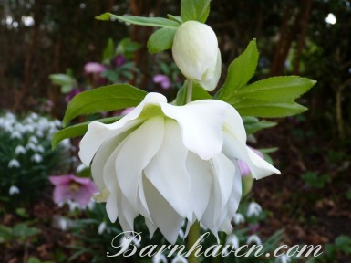 White and Cream Double hellebores