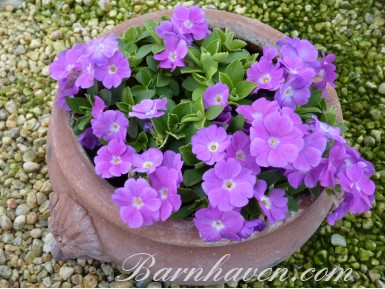 Primula allionii x WHITE LINDA POPE