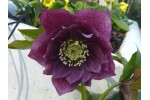 Helleborus x hybridus 'Barnhaven Hybriden' Gefüllt, purpur