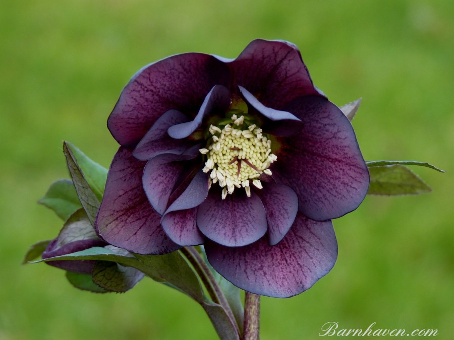 Helleborus x hybridus 'Barnhaven Hybriden' Gefüllt, purpur