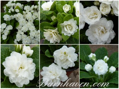 Primula DOUBLE - Blanc