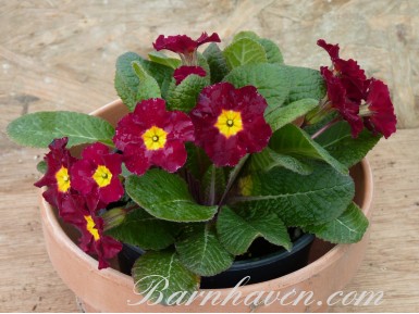 Primula LOPEN RED