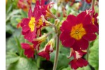 Primula veris 'Lord Alfred'