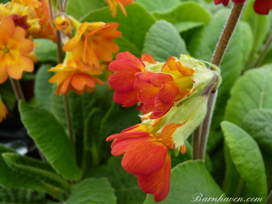 Primula veris 'Lord Alfred'