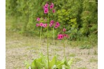 Primula japonica pink hybrids