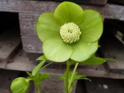 Helleborus x hybridus 'Barnhaven hybrids' - Single Green Strain