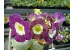 Border auricula Dolly Mixture