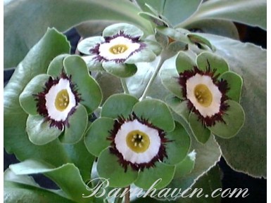 Green-edge auricula Benny Green