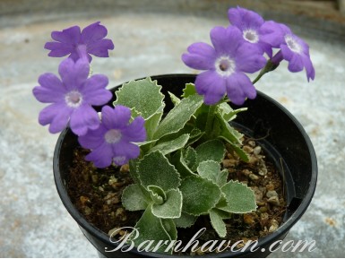 Alpine primula Kesselring's variety