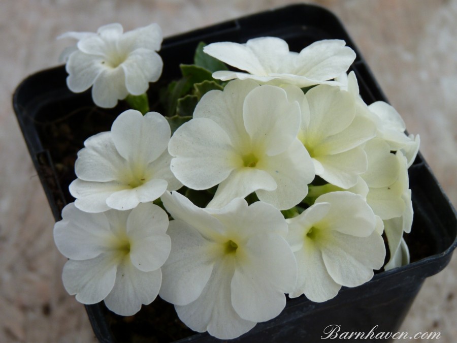 Alpine primula blindsee